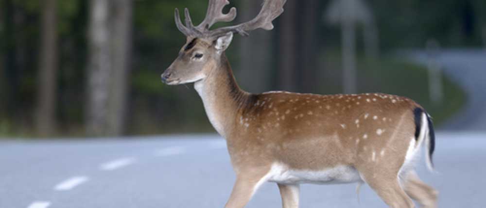 Deer Crossing on Road